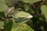 Swamp rosemallow